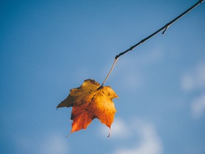 Fall Fest @ St. Mary's Episcopal Church | Dousman | Wisconsin | United States
